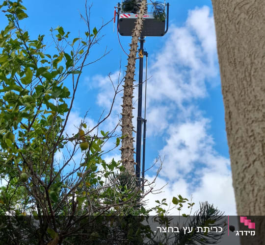 עץ גבוה עם סל הרמה לגיזום